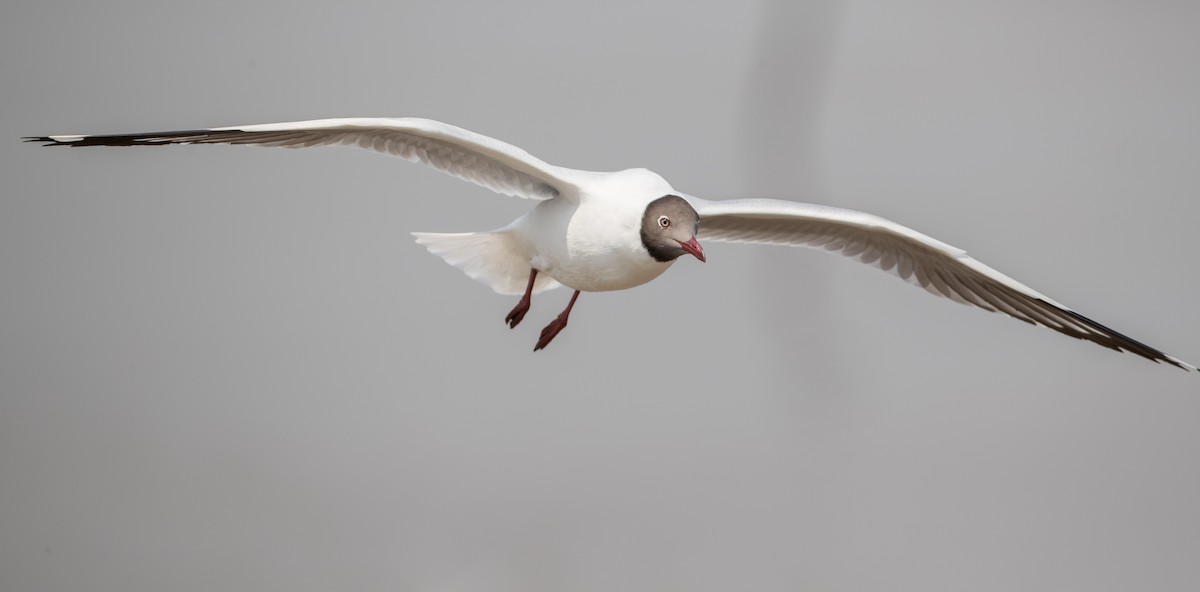 Brown-headed Gull - ML86018111