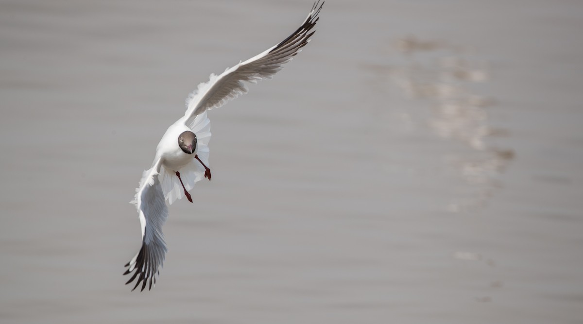 Brown-headed Gull - ML86018121