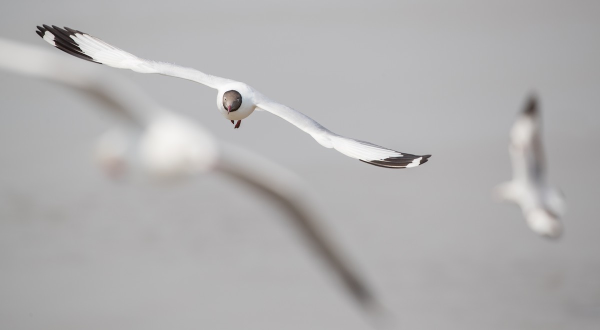 Brown-headed Gull - ML86018131