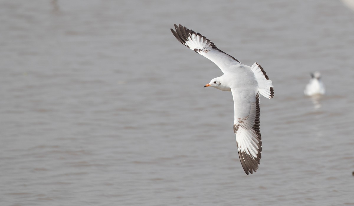 Brown-headed Gull - ML86018151