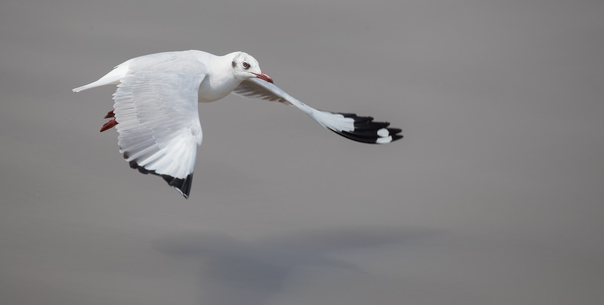 Brown-headed Gull - ML86018161