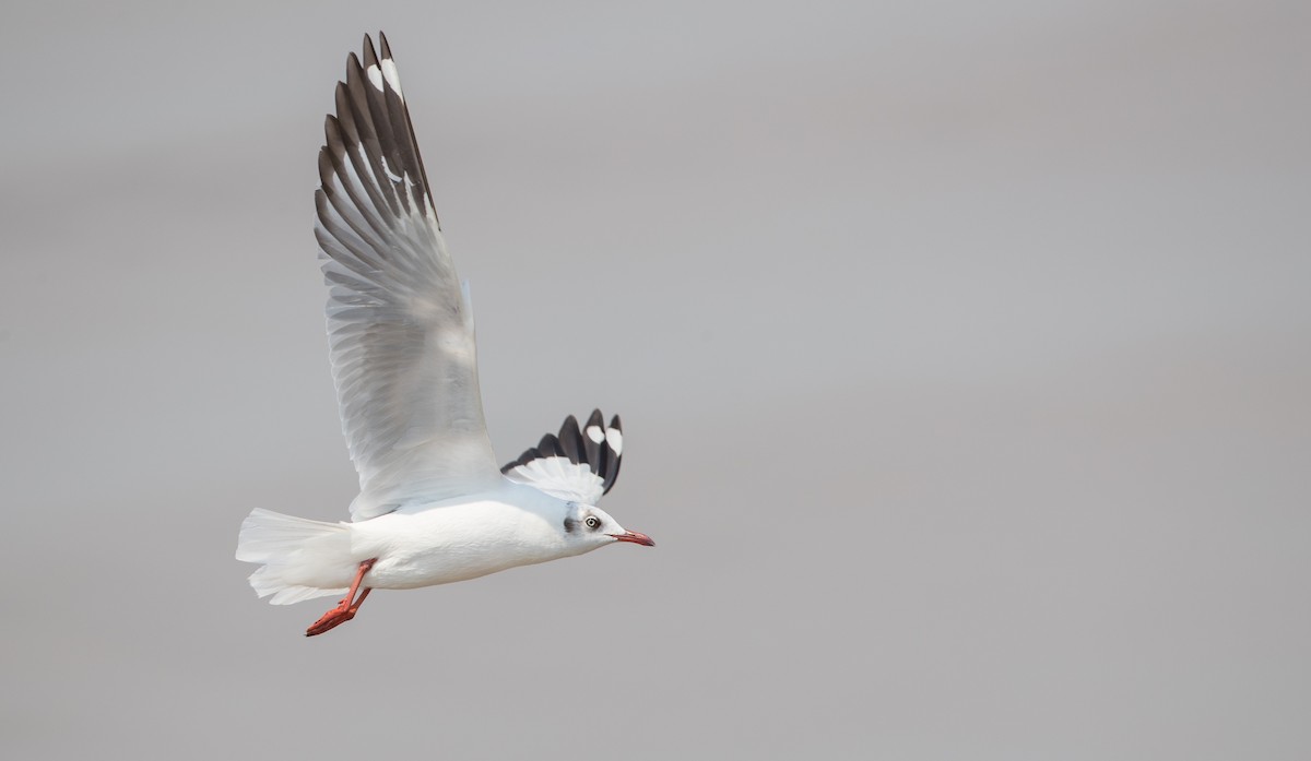 Brown-headed Gull - ML86018171