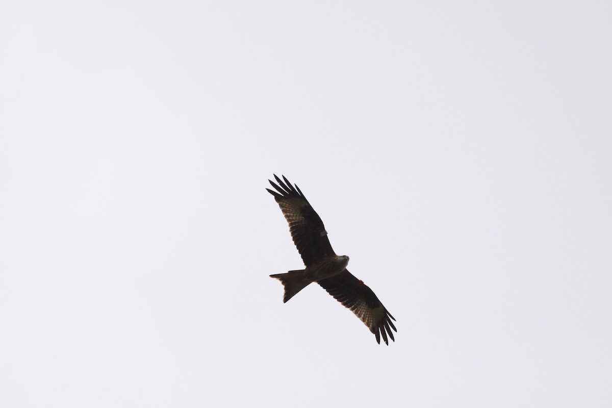 Red Kite - ML86018401