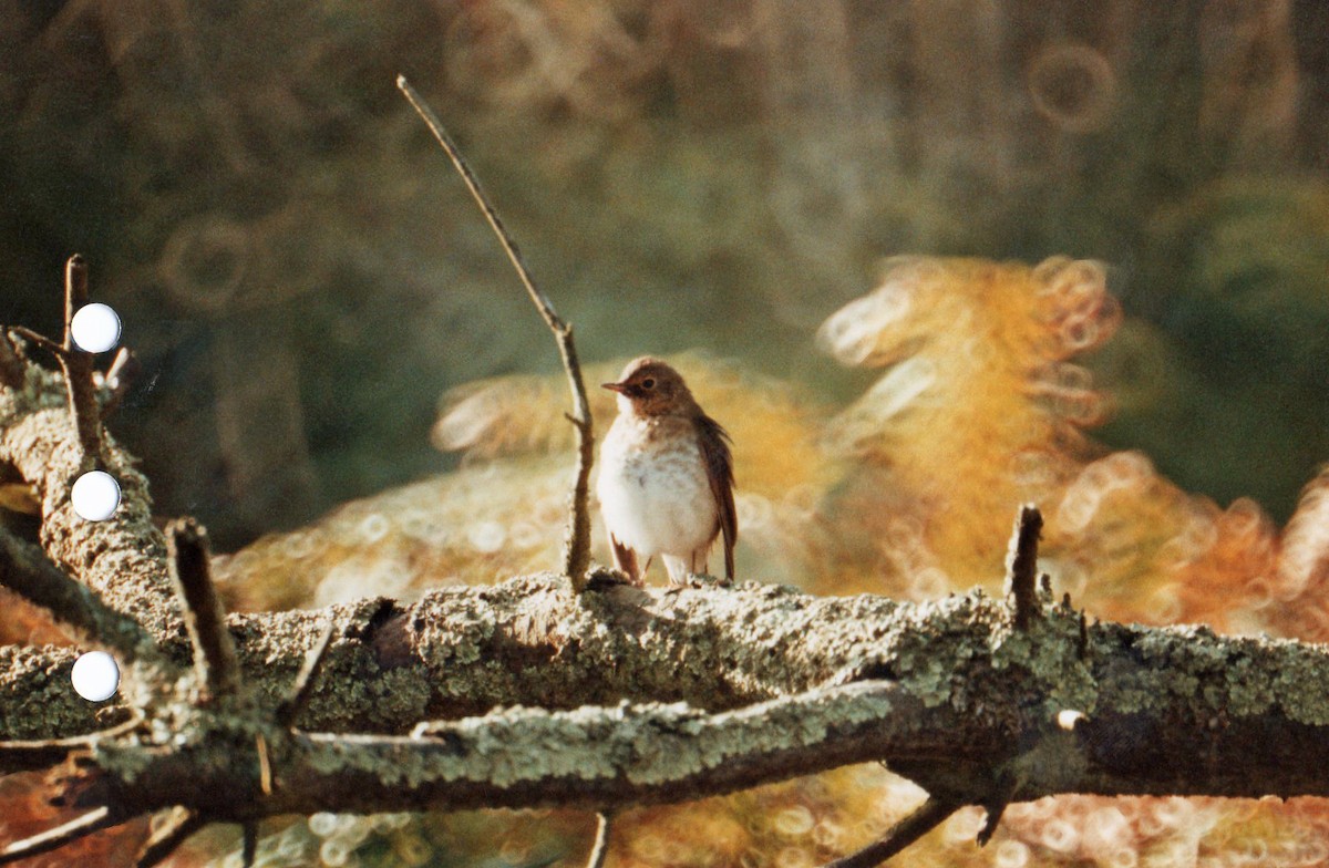 Swainson's Thrush - ML86019591