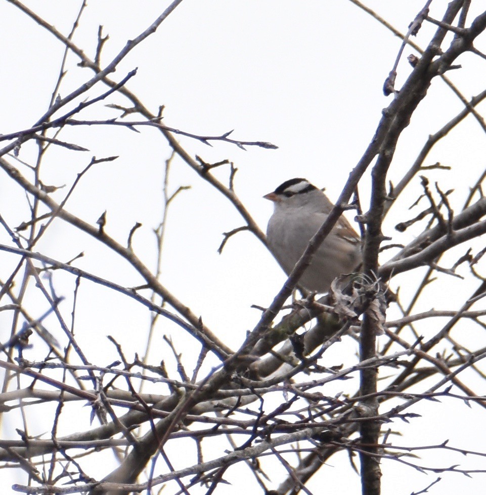 White-crowned Sparrow - ML86020881