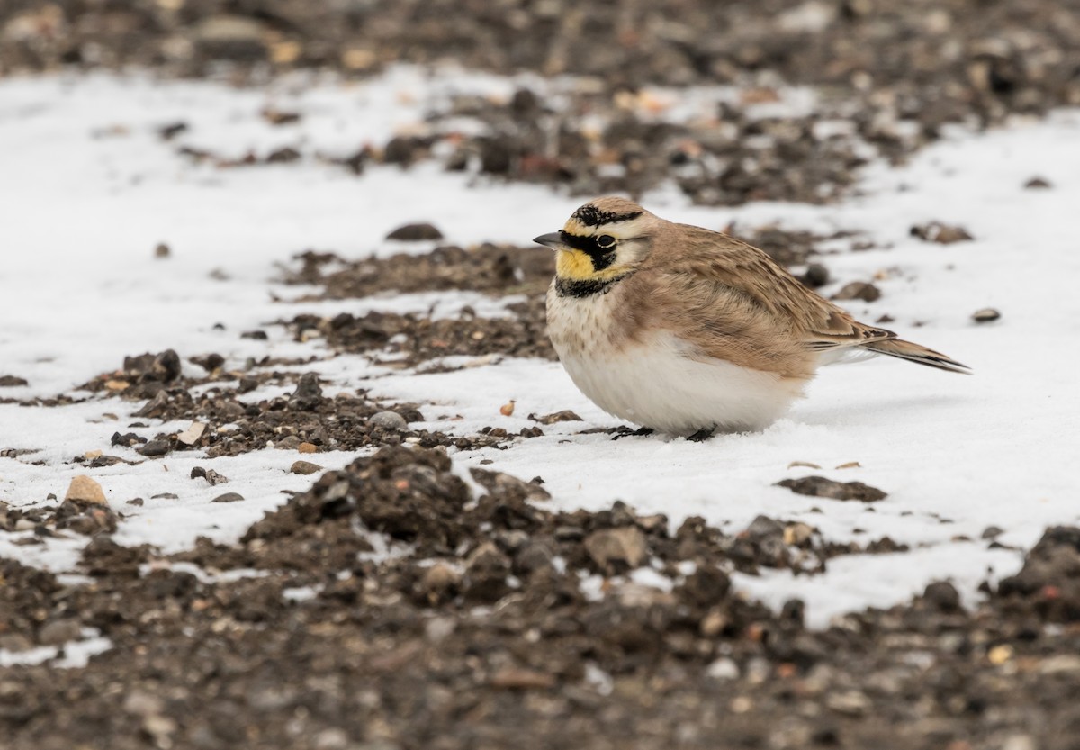 Horned Lark - Doug Bryant