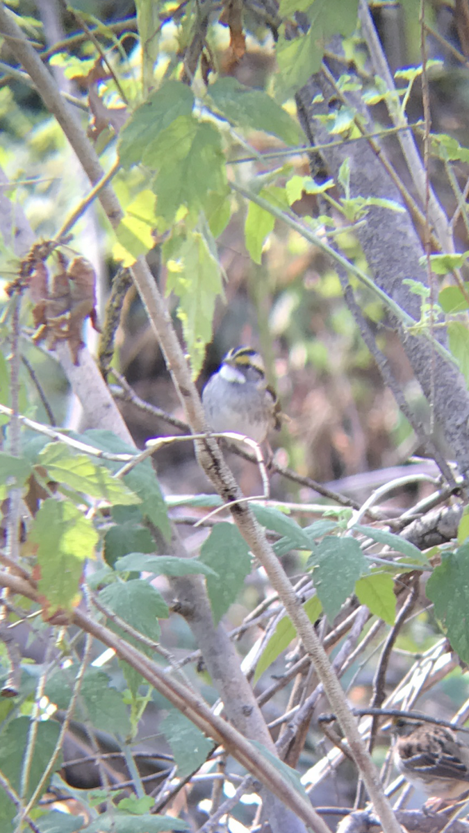 White-throated Sparrow - ML86021991