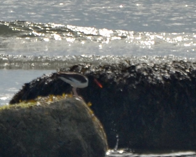 American Oystercatcher - ML86023551