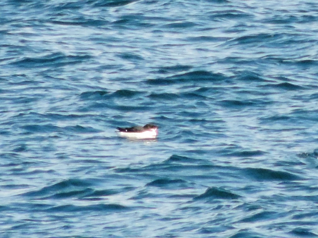 Thick-billed Murre - ML86026741