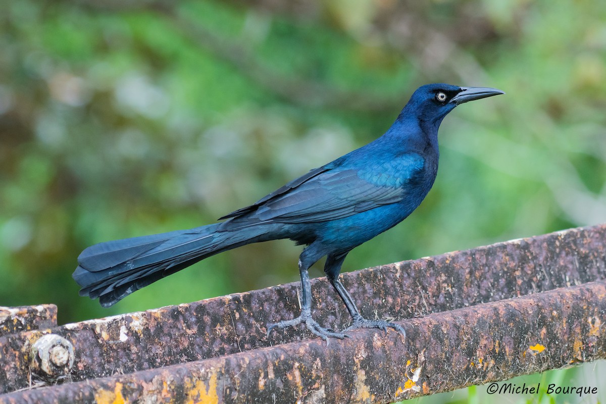 Great-tailed Grackle - ML86028901