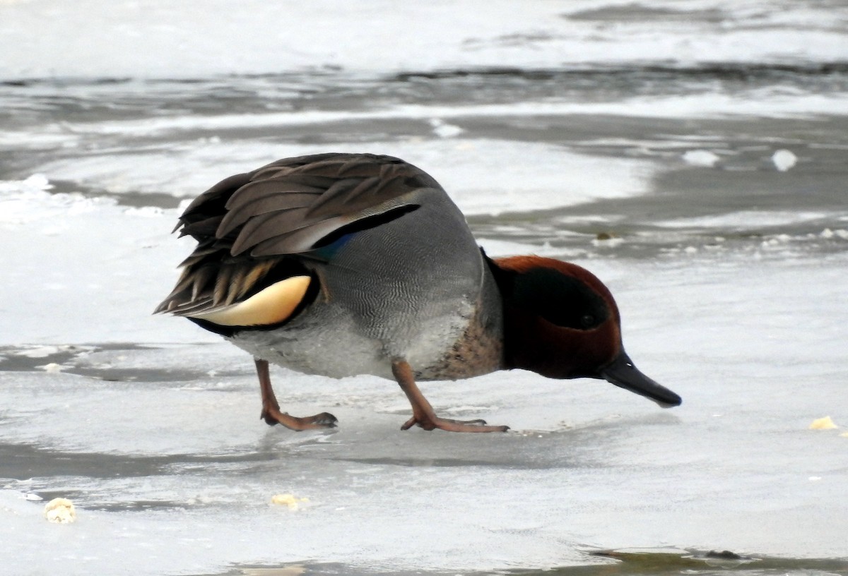 Green-winged Teal - Tom Miller Sr.