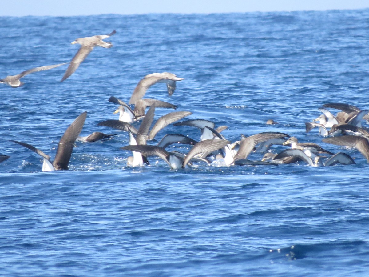 Cory's Shearwater - ML86029321