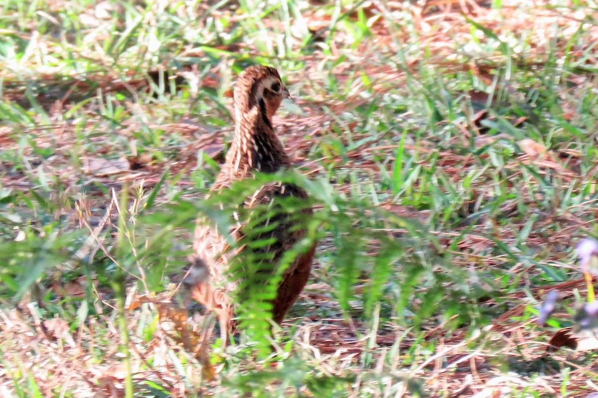 Ocellated Quail - ML86032891