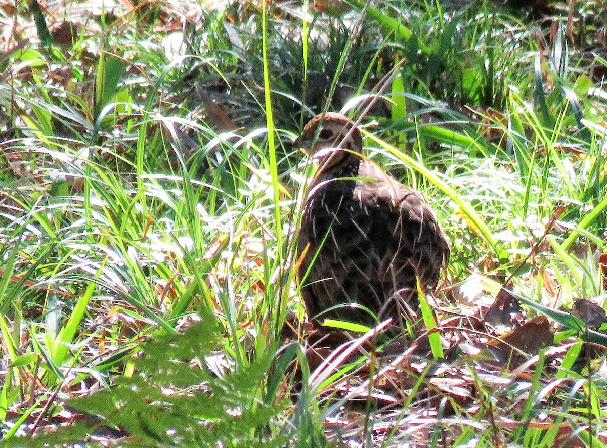 Ocellated Quail - ML86032901