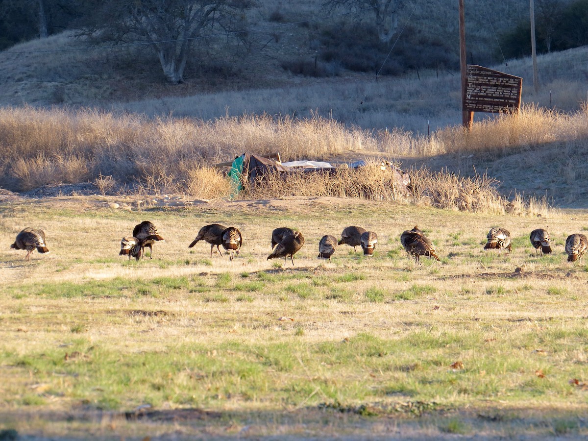 Wild Turkey - ML86034051