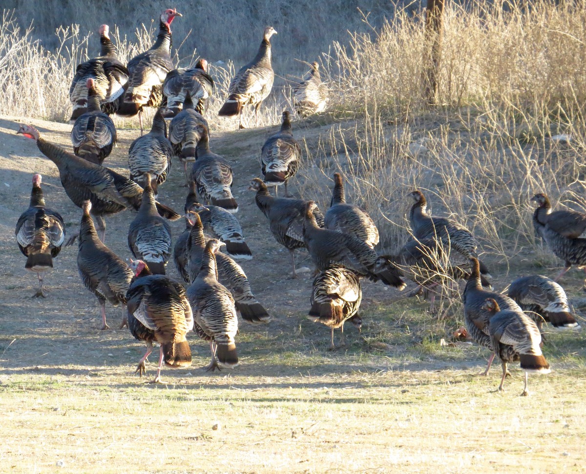 Guajolote Gallipavo - ML86034191