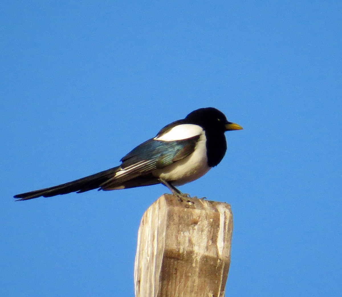 Yellow-billed Magpie - ML86034561