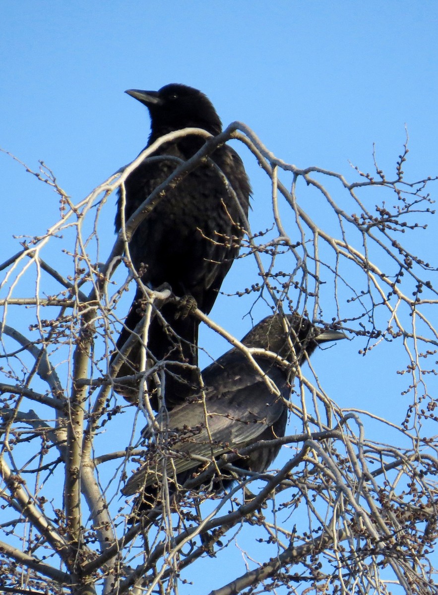 American Crow - ML86034651