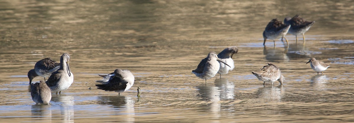 Short-billed Dowitcher (caurinus) - ML86035701