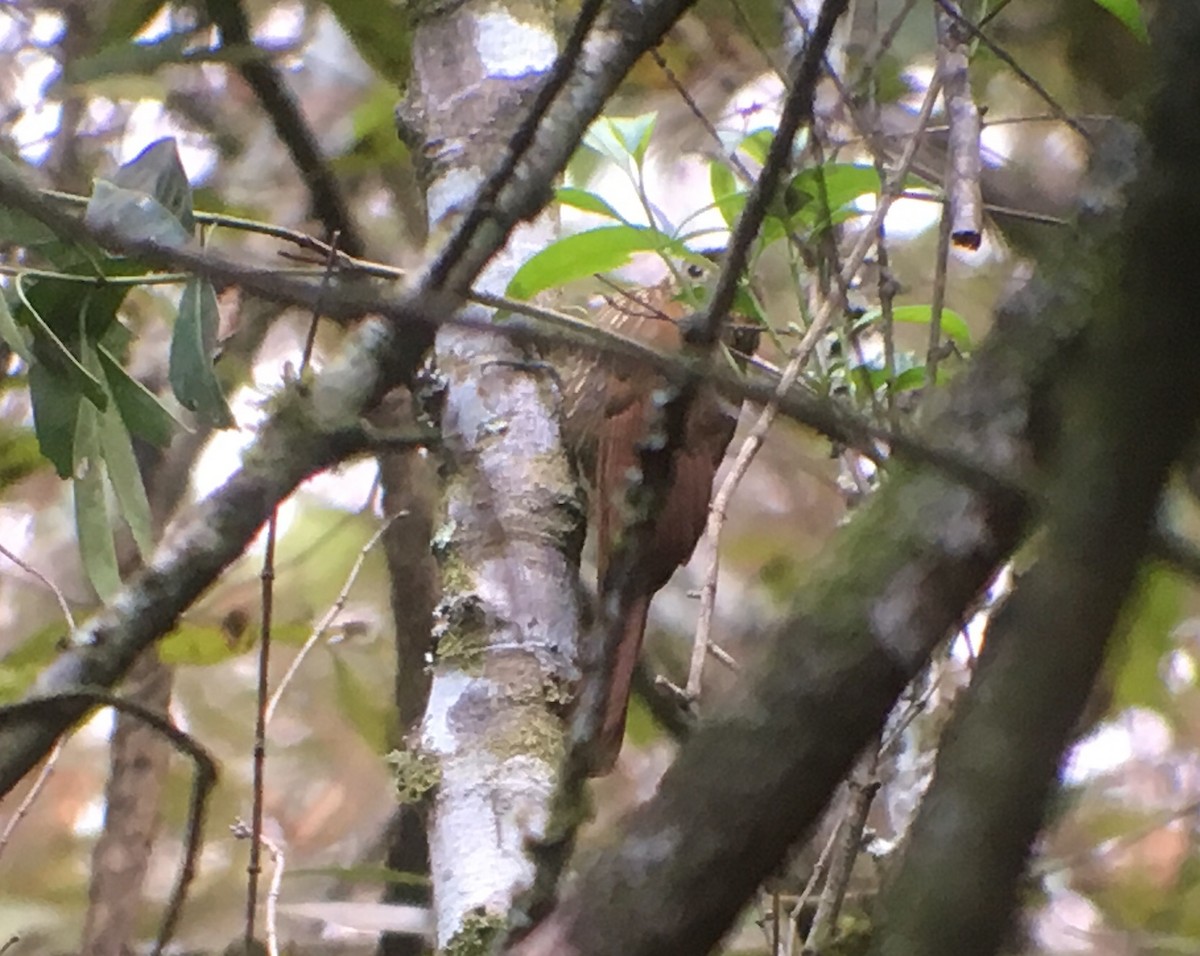 Spot-crowned Woodcreeper - ML86036381