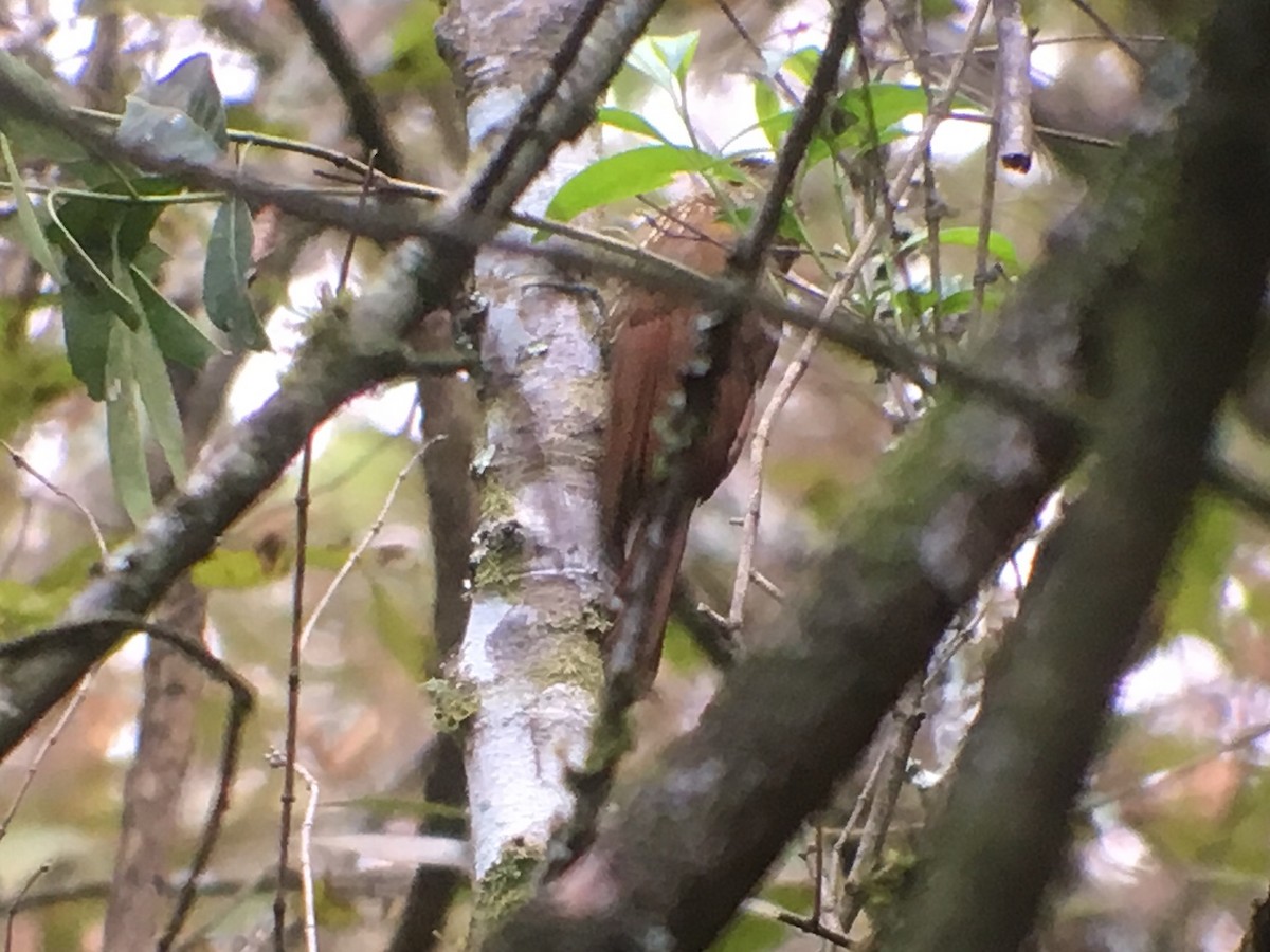 Spot-crowned Woodcreeper - ML86036391