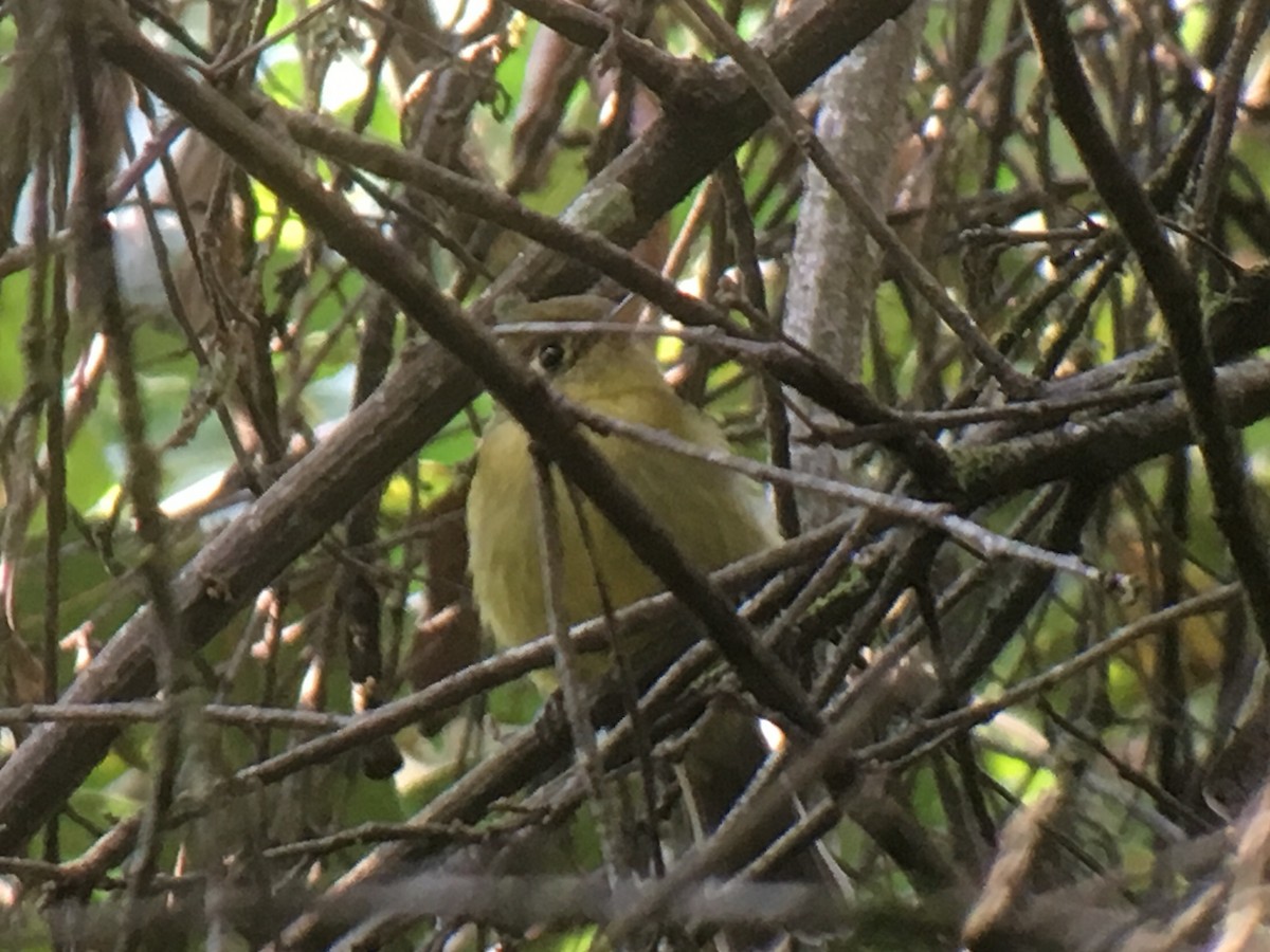 Yellowish Flycatcher - Larry Therrien