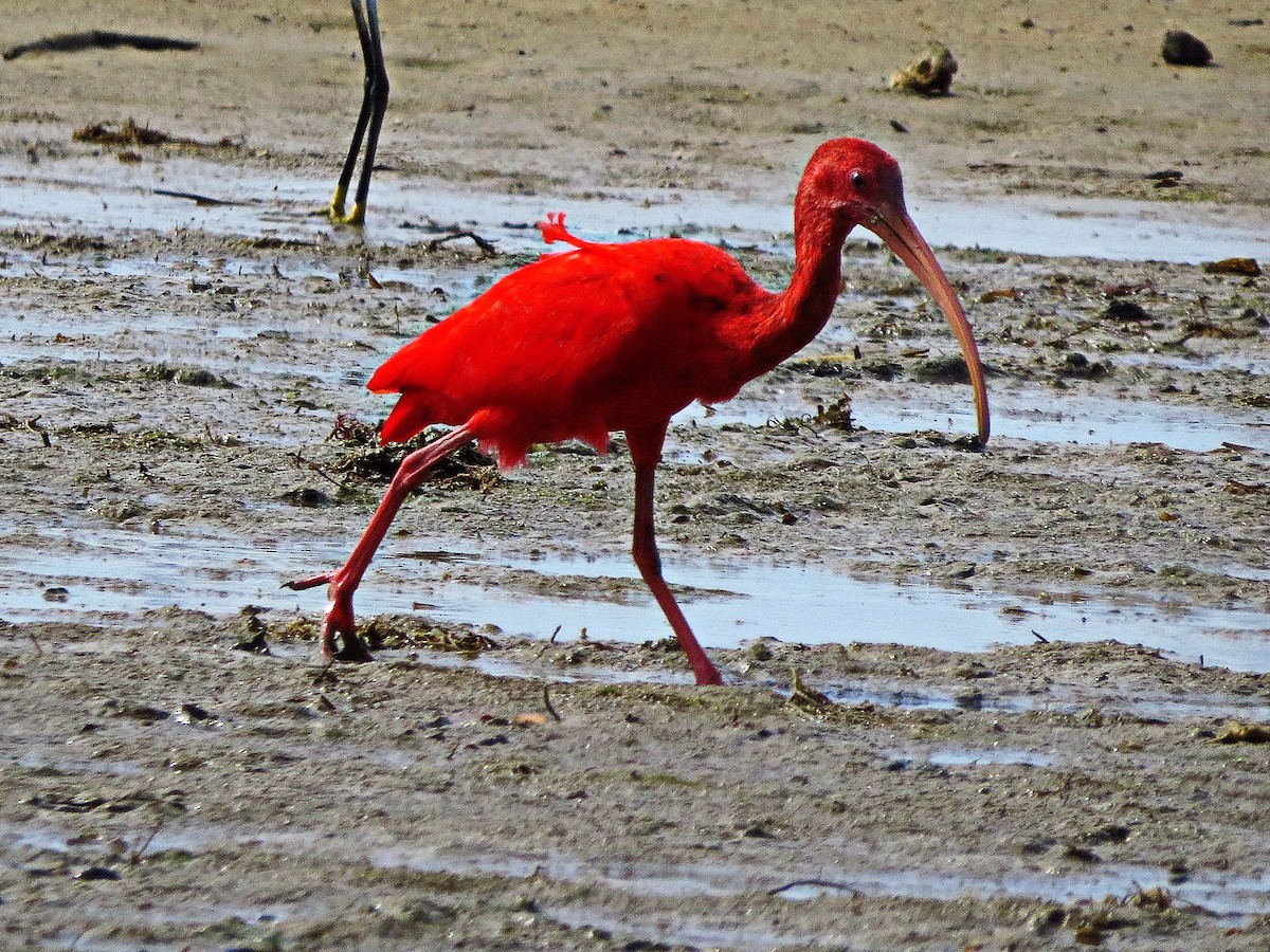 ibis rudý - ML86036621