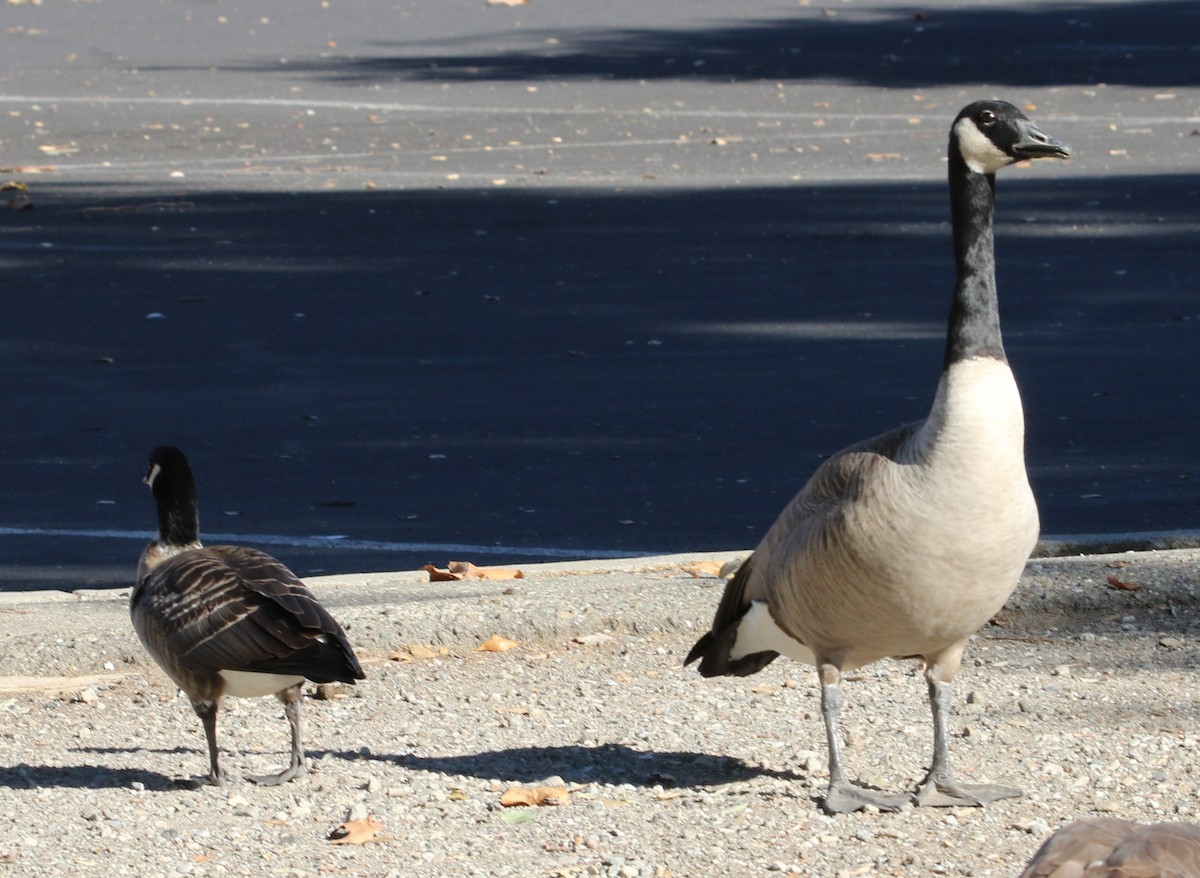 Cackling Goose (Aleutian) - ML86037631