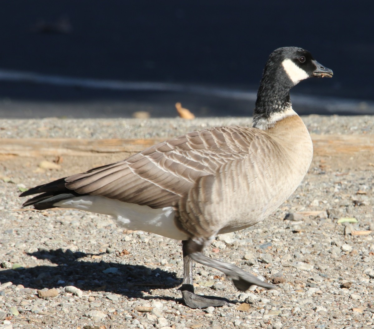 Cackling Goose (Aleutian) - ML86037641