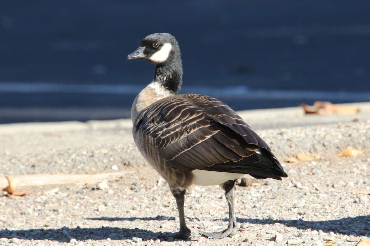 Cackling Goose (Aleutian) - ML86037651
