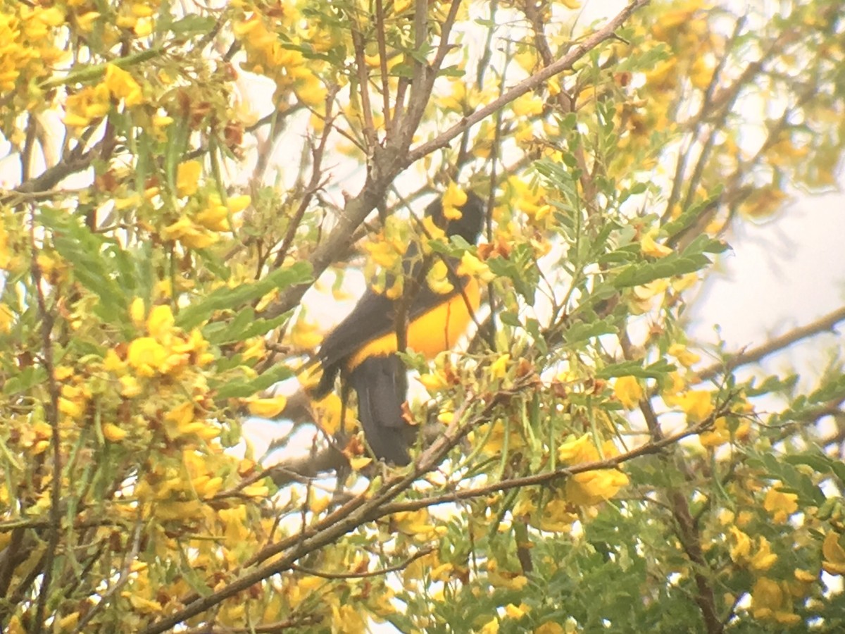 Black-vented Oriole - ML86037661