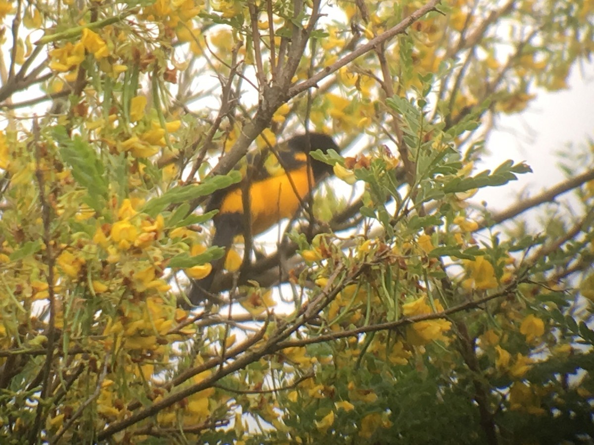 Black-vented Oriole - ML86037671