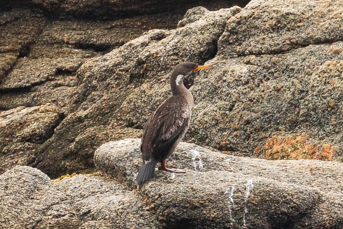 Red-legged Cormorant - ML86038701