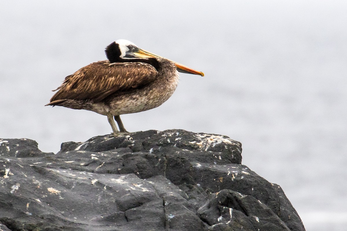 Peruvian Pelican - ML86038791