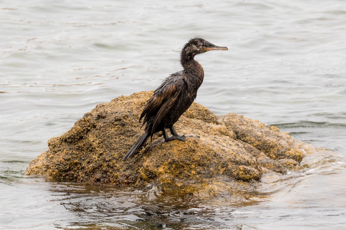 Neotropic Cormorant - ML86038811