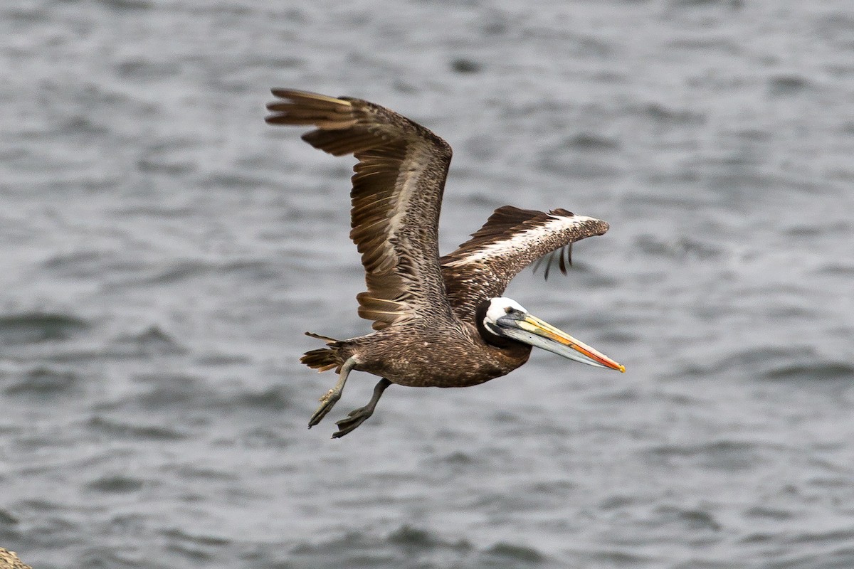 Peruvian Pelican - ML86038921