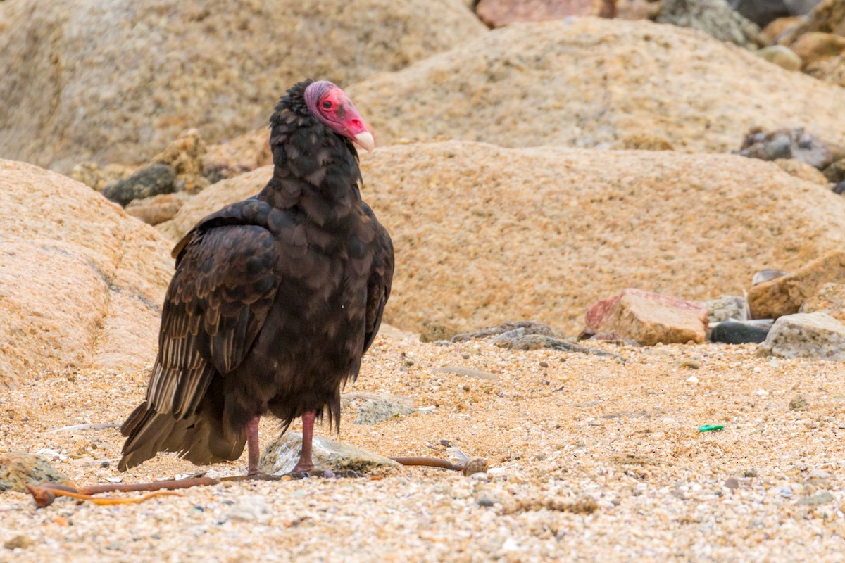 Turkey Vulture - John Reynolds