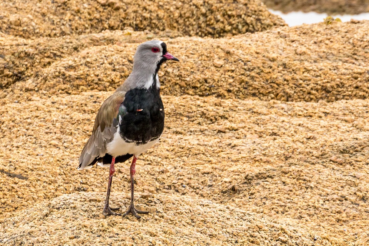 Southern Lapwing - ML86039211