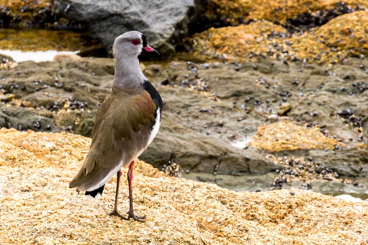 Southern Lapwing - ML86039221