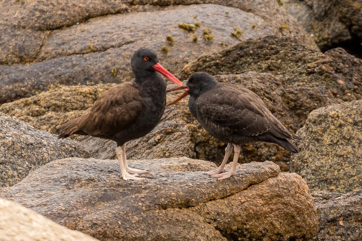 Blackish Oystercatcher - ML86039231