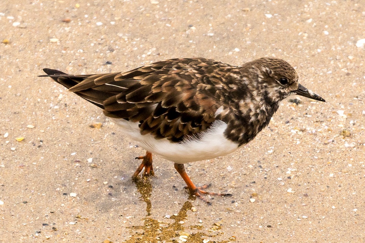 Ruddy Turnstone - ML86039241