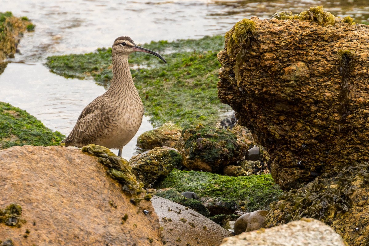 Whimbrel - ML86039251