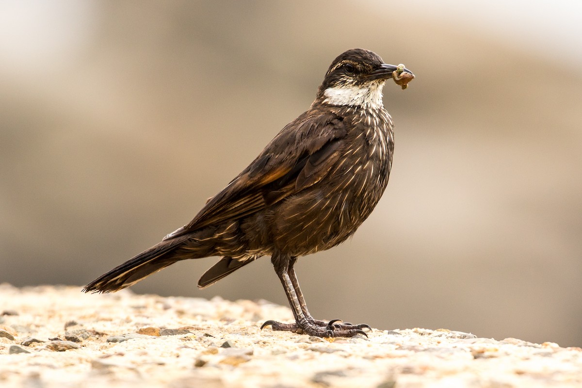 Seaside Cinclodes - John Reynolds