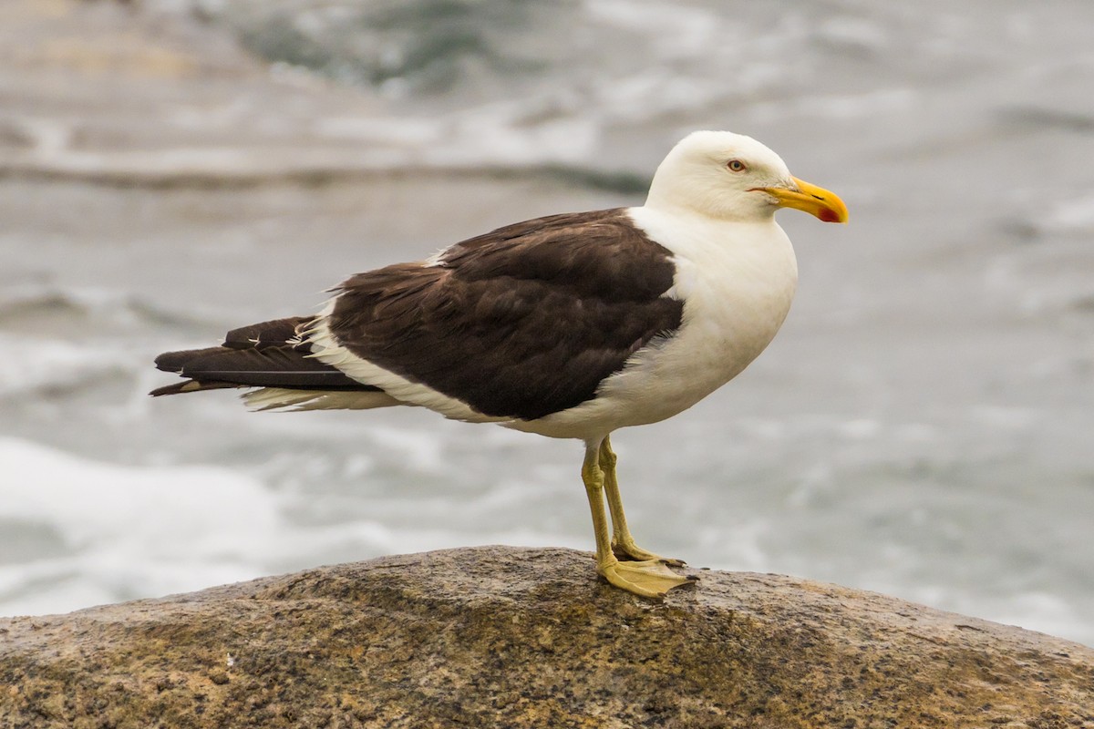 Gaviota Cocinera - ML86039581