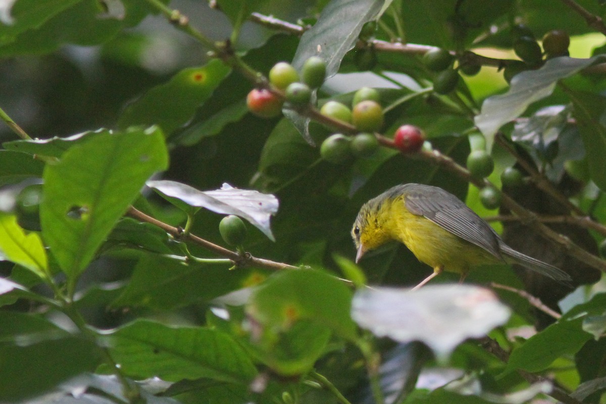 Goldhähnchen-Waldsänger - ML86039681