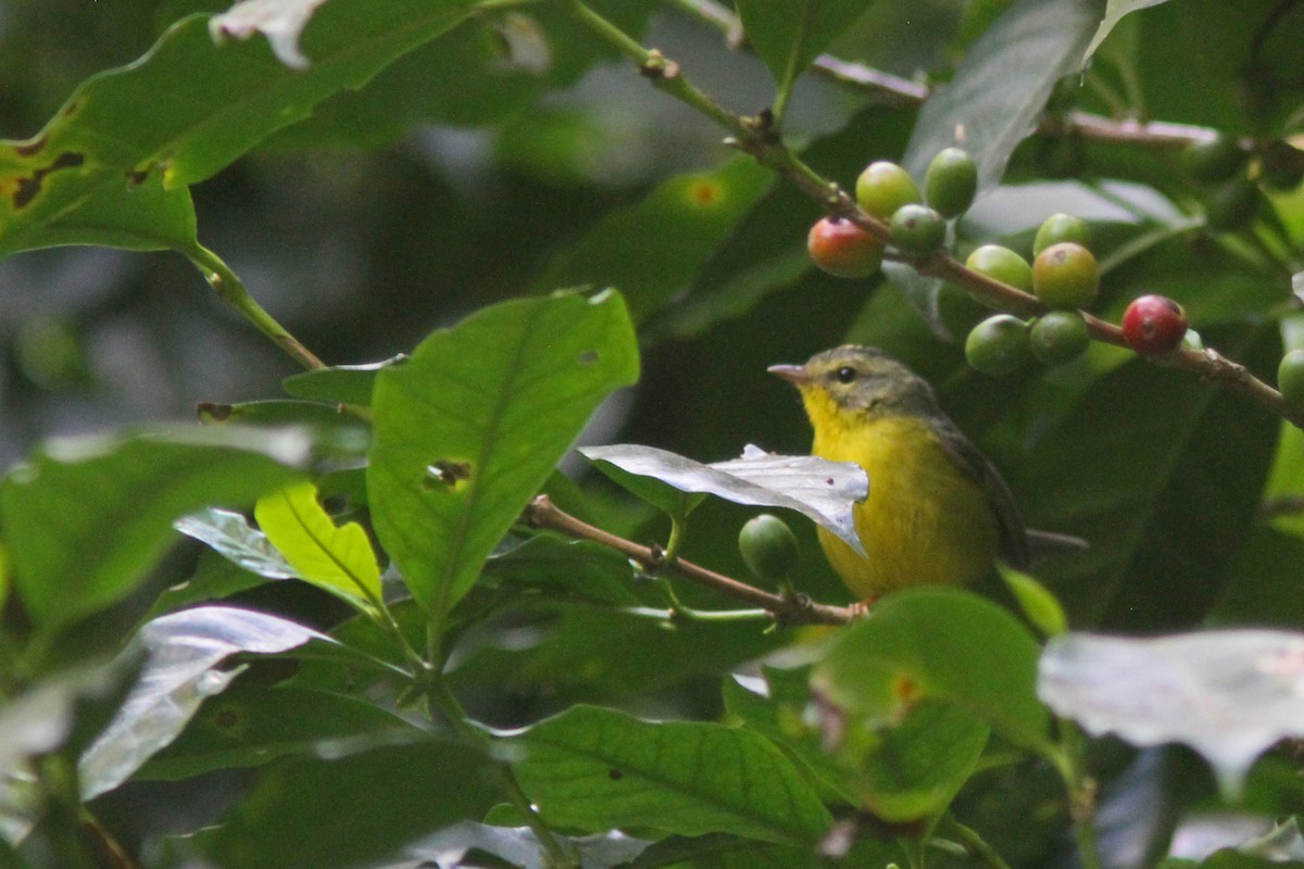 Golden-crowned Warbler - ML86039741