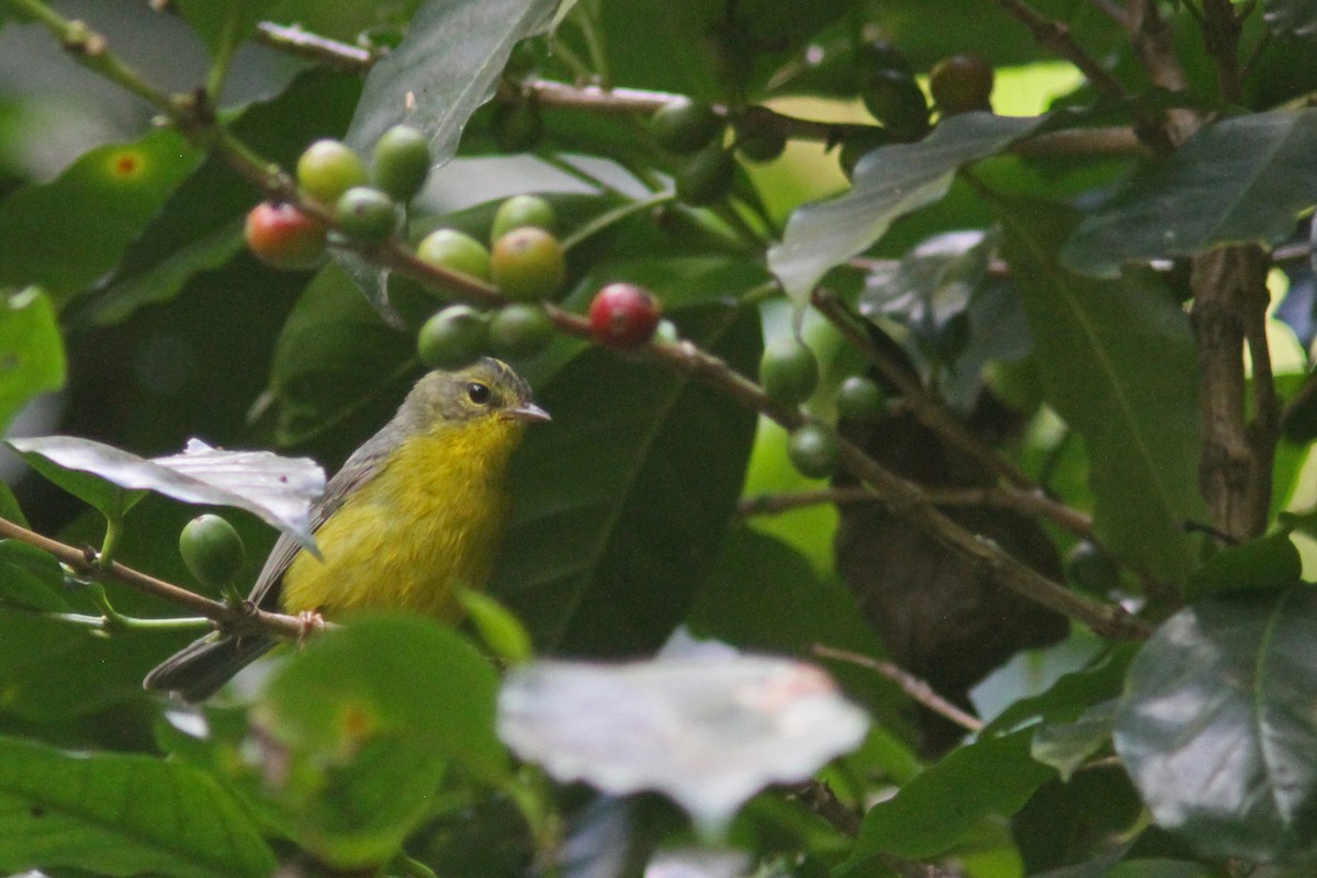 Golden-crowned Warbler - ML86039901