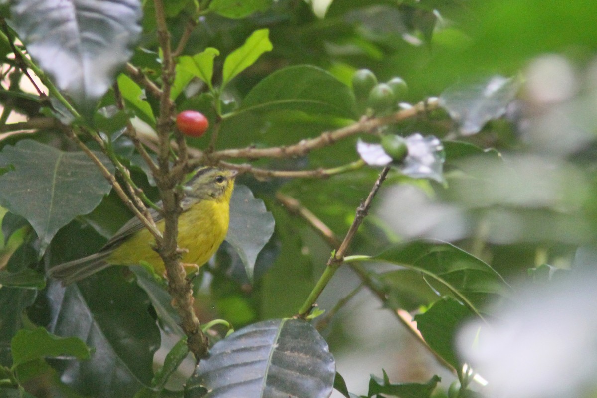 Golden-crowned Warbler - ML86039921