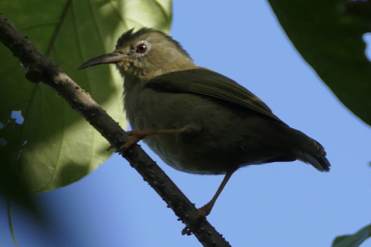 Long-billed White-eye - ML86040311