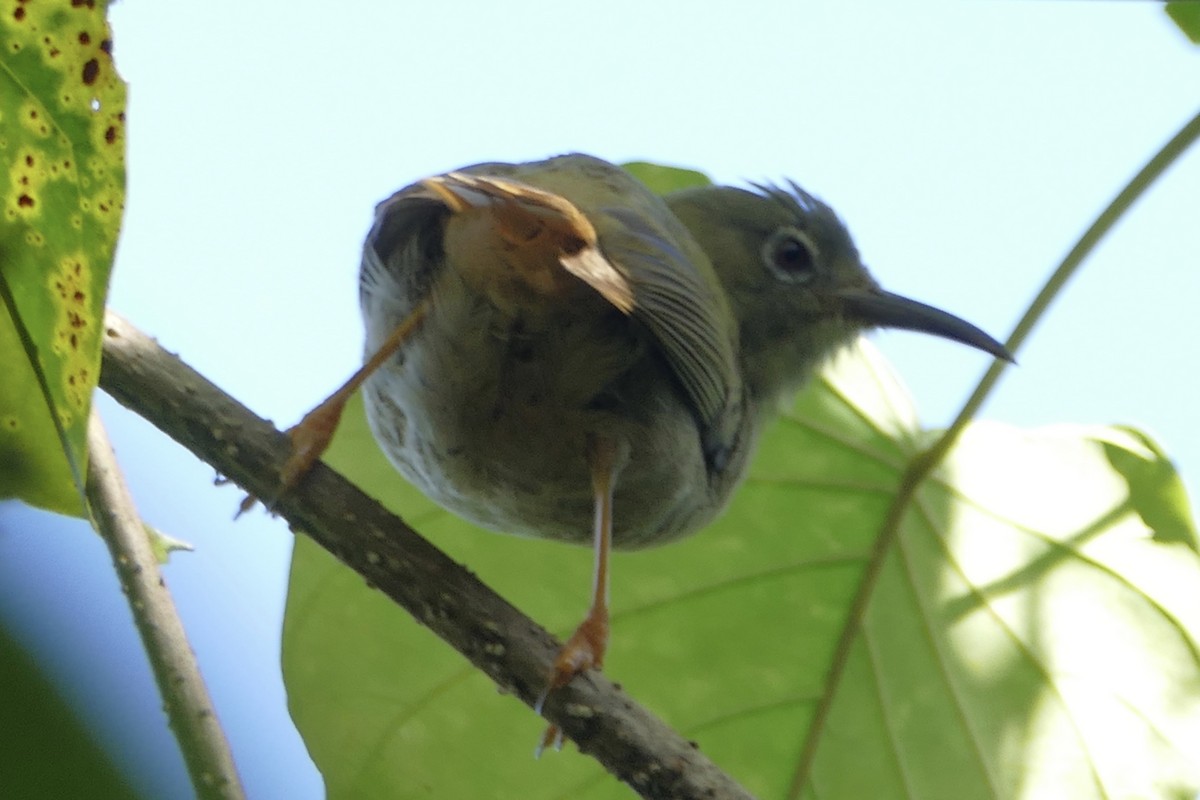 Long-billed White-eye - ML86040321